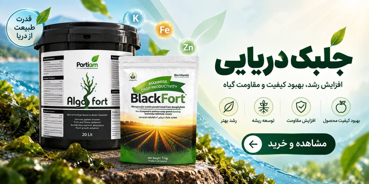 جلبک دریایی