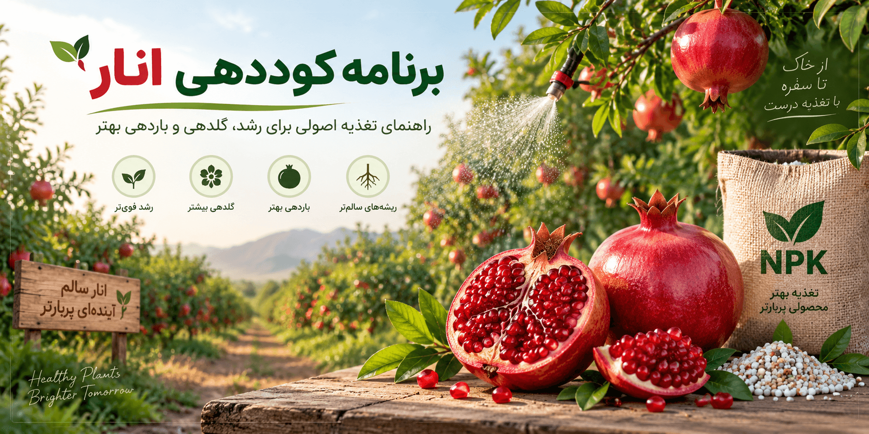 برنامه کوددهی انار |  برای درشت شدن، رنگ‌گیری و کاهش ترک‌خوردگی