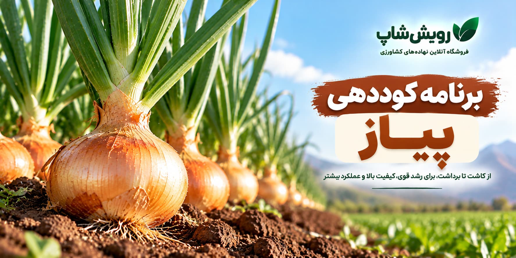 برنامه کوددهی پیاز