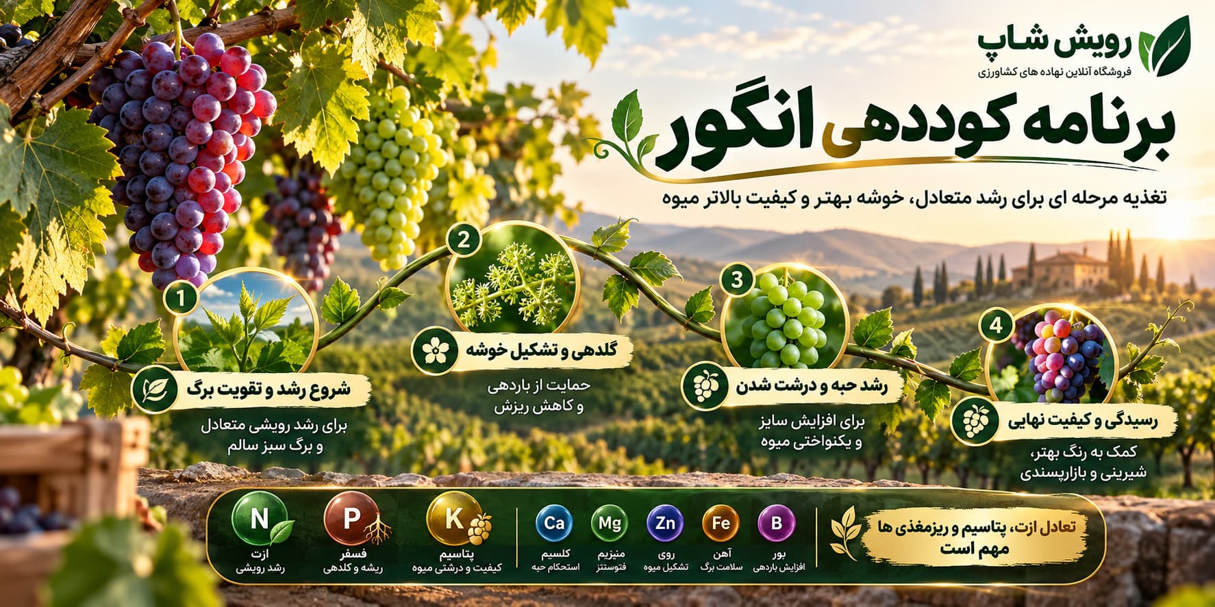 برنامه کوددهی انگور