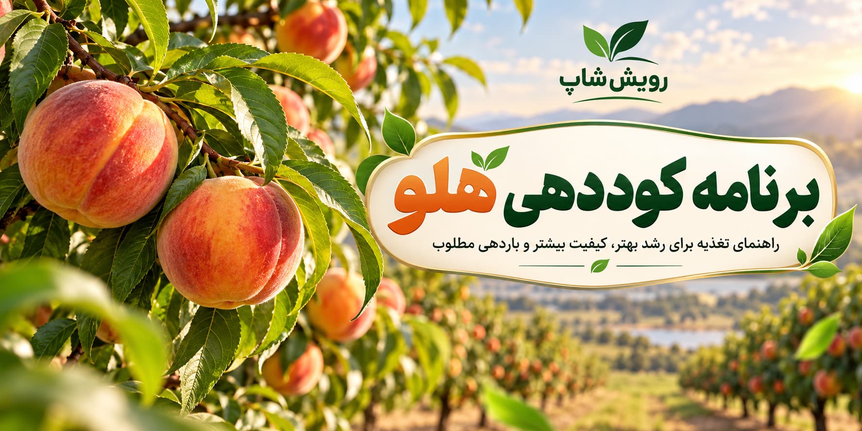 برنامه کوددهی هلو