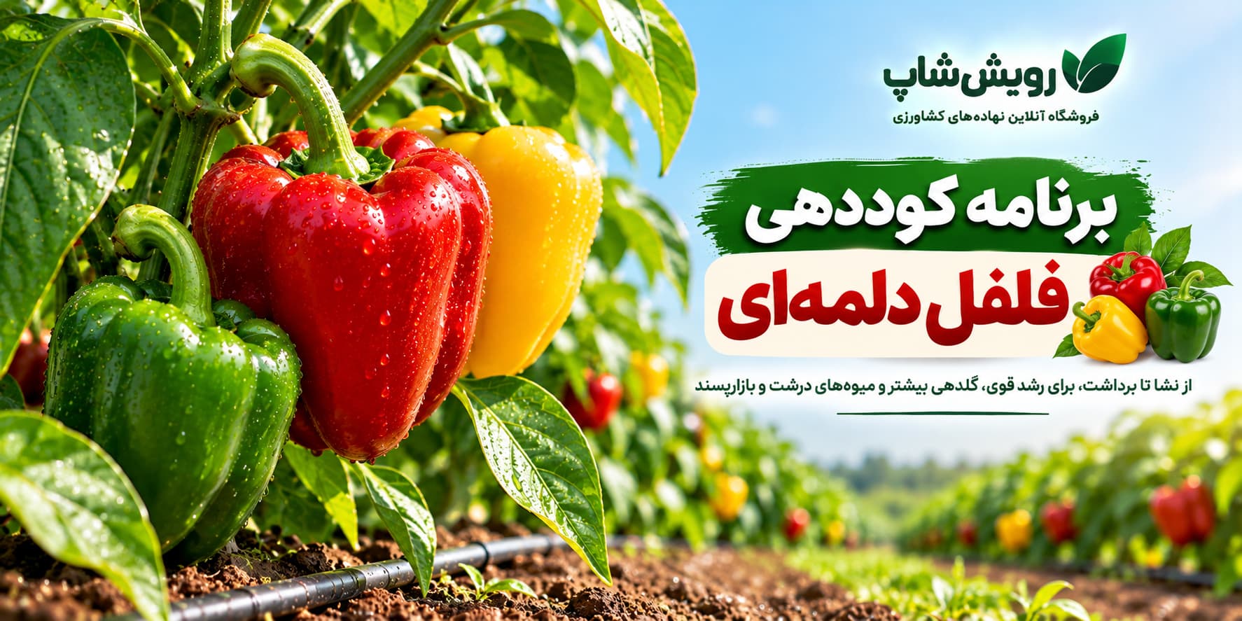 برنامه کوددهی فلفل دلمه‌ای