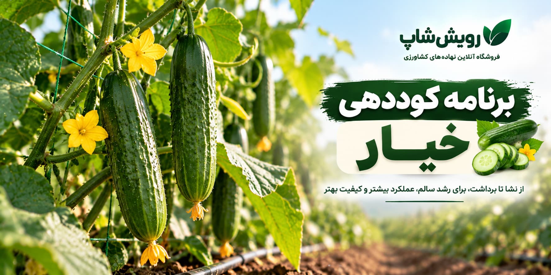 برنامه کوددهی خیار