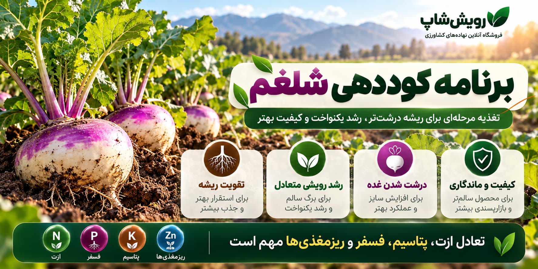 برنامه کوددهی شلغم