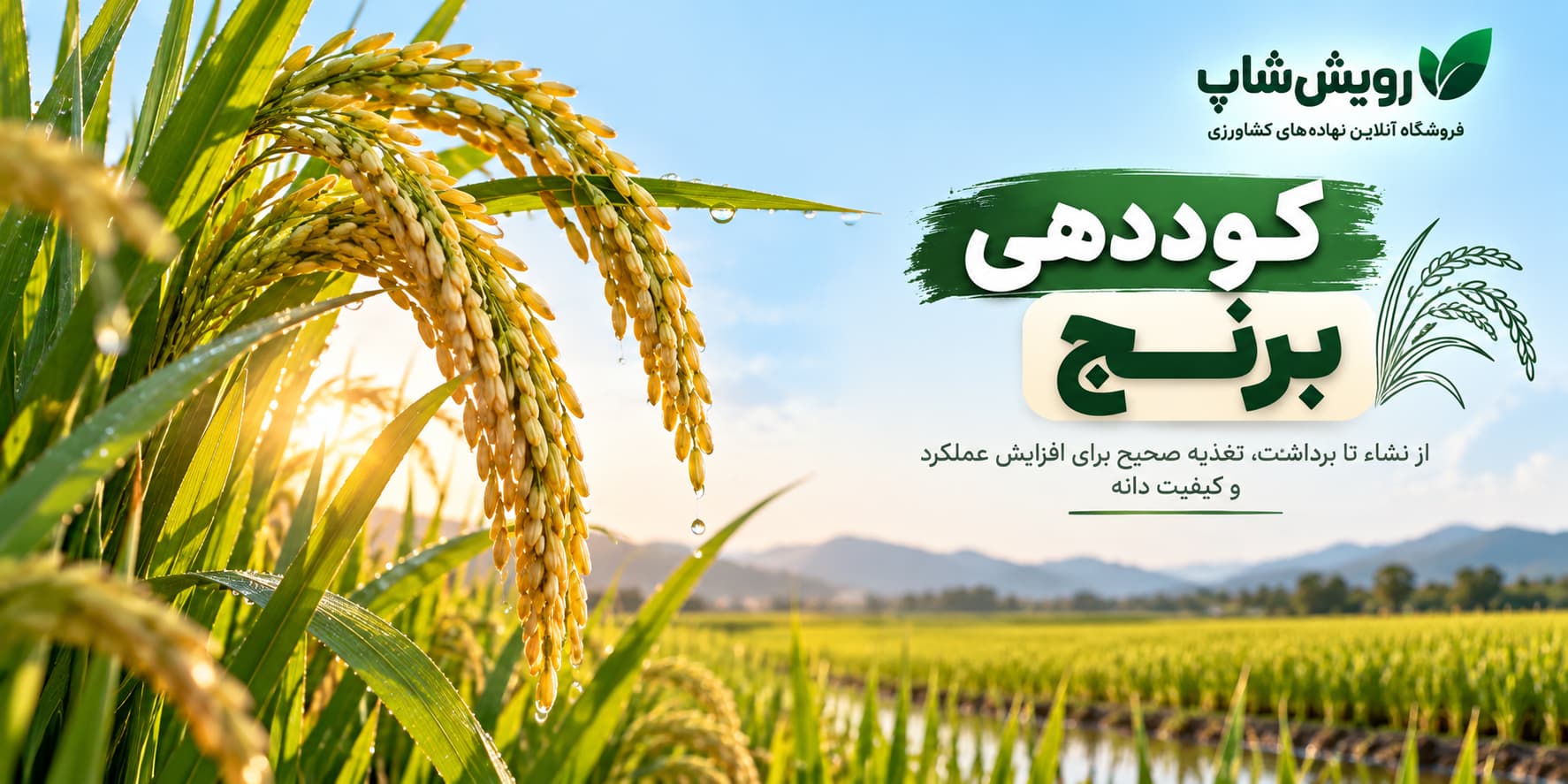 برنامه کوددهی برنج