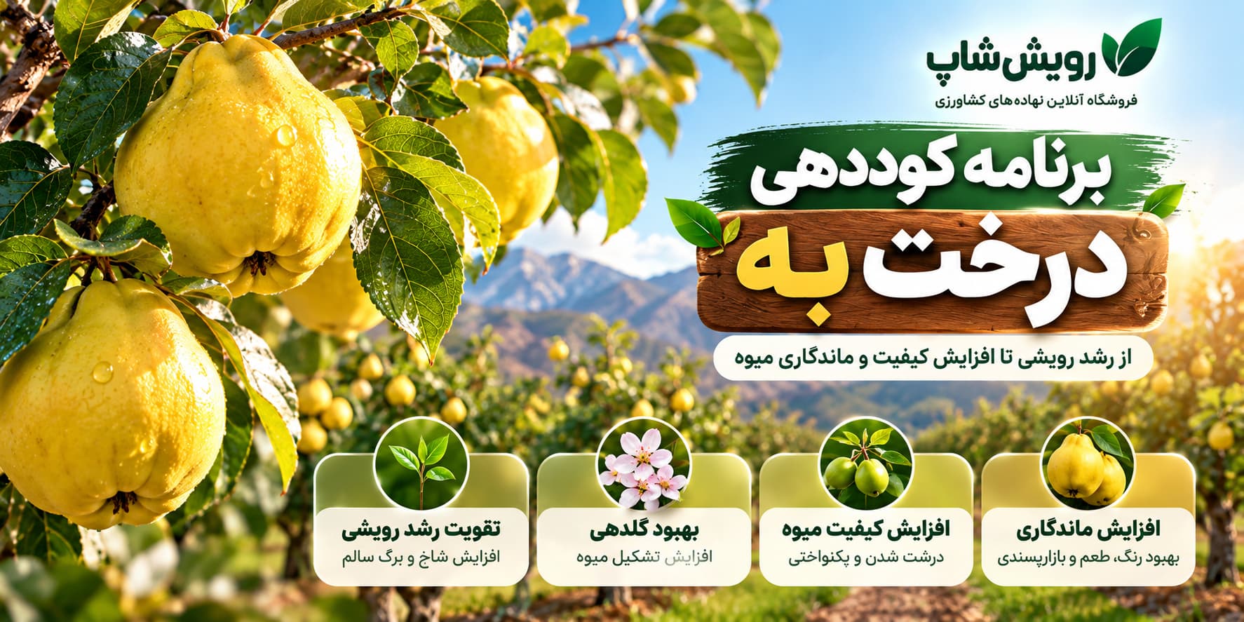 برنامه کوددهی درخت به