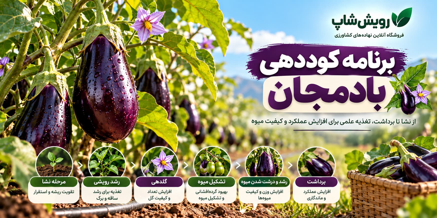 برنامه کوددهی بادمجان