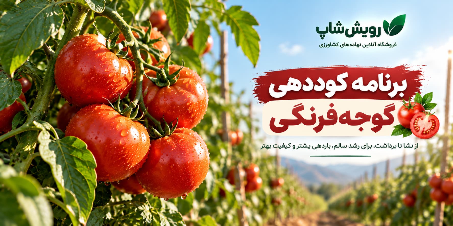 برنامه کوددهی گوجه فرنگی
