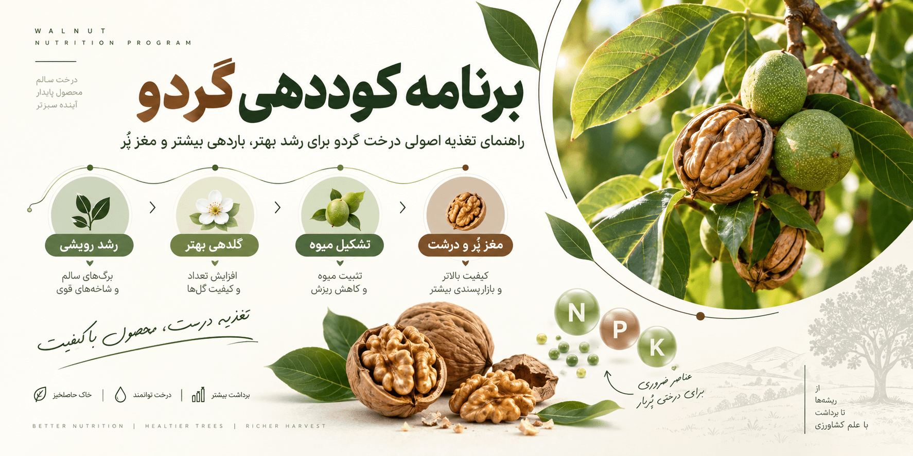 برنامه کوددهی گردو