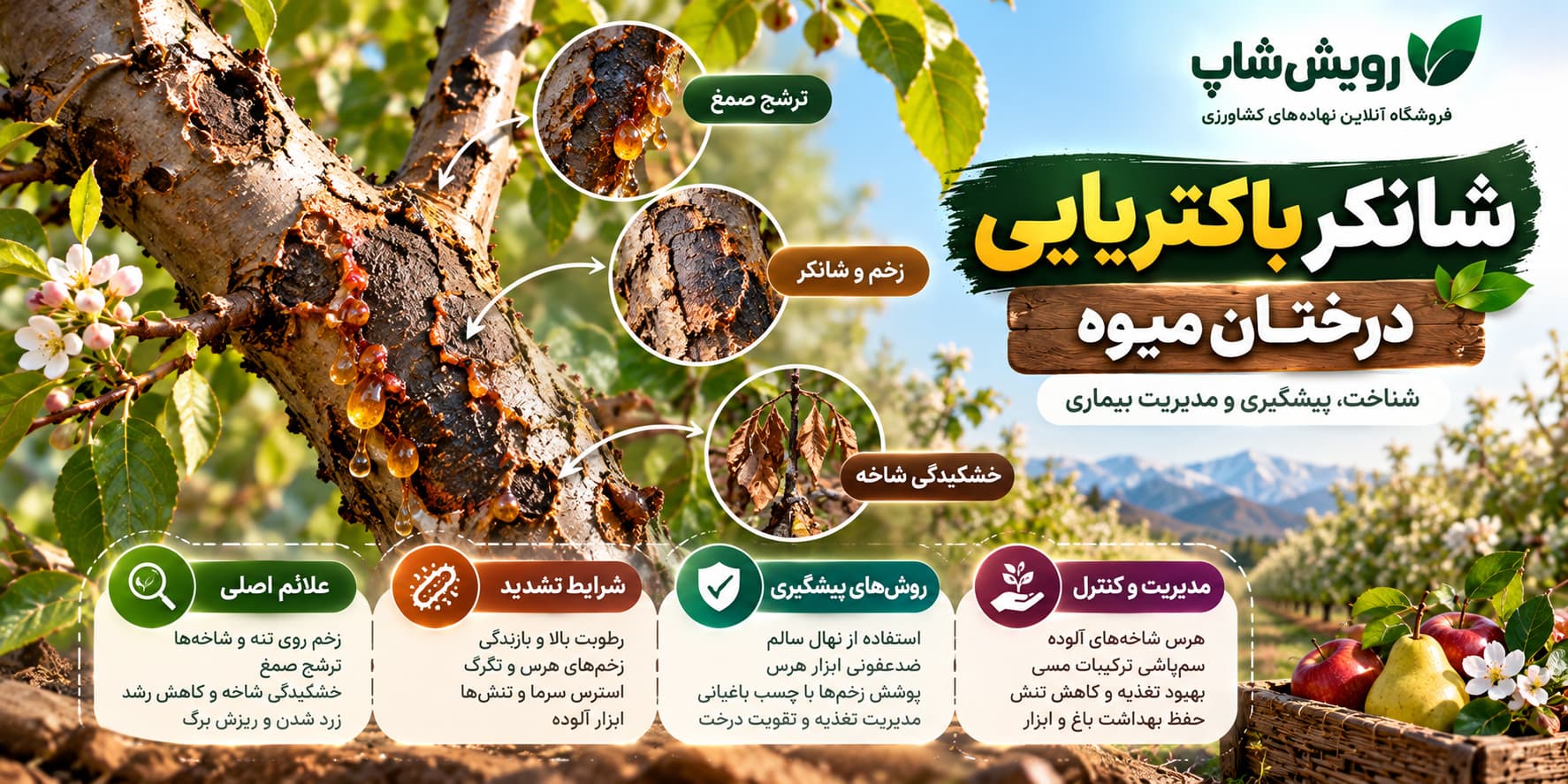 شانکر باکتریایی درختان میوه
