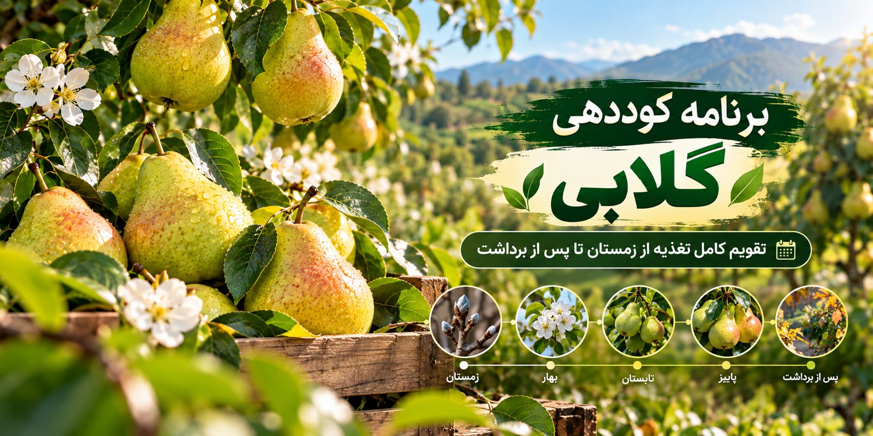 برنامه کوددهی گلابی