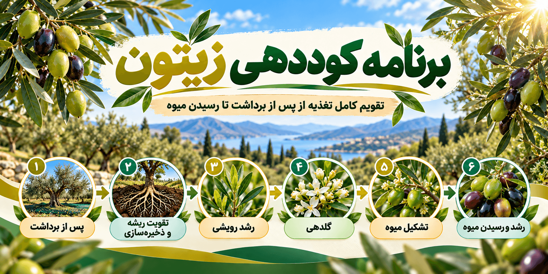 برنامه کوددهی زیتون